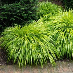 Hakonechloa macra ‘Aureola’  - Szálkafű