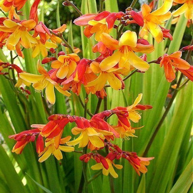 Crocosmia ‘Harlequin’ - Sárkányfű