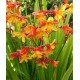 Crocosmia ‘Harlequin’ - Sárkányfű