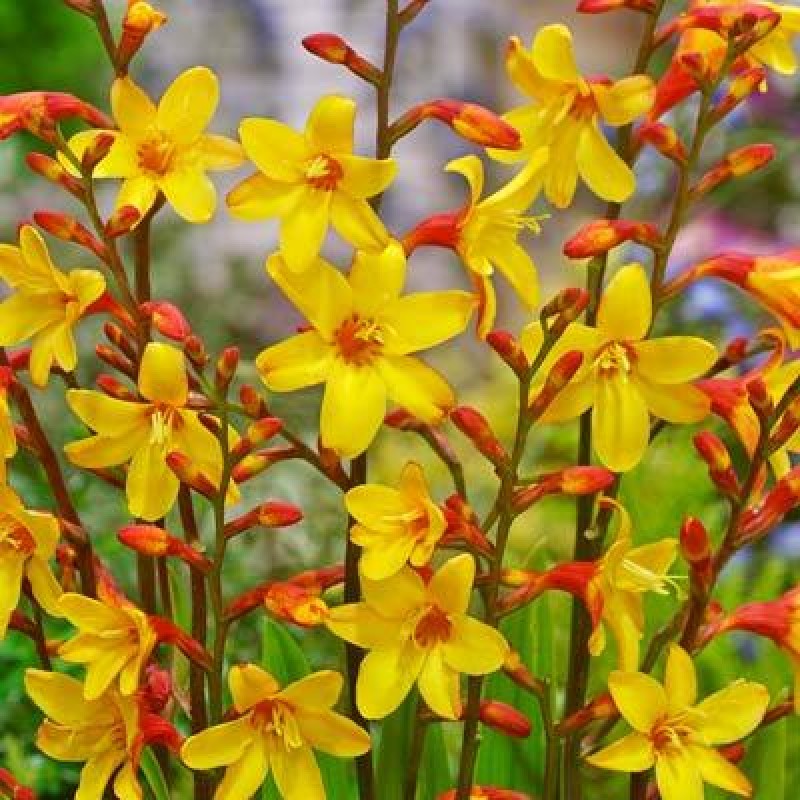Crocosmia ‘Harlequin’ - Sárkányfű