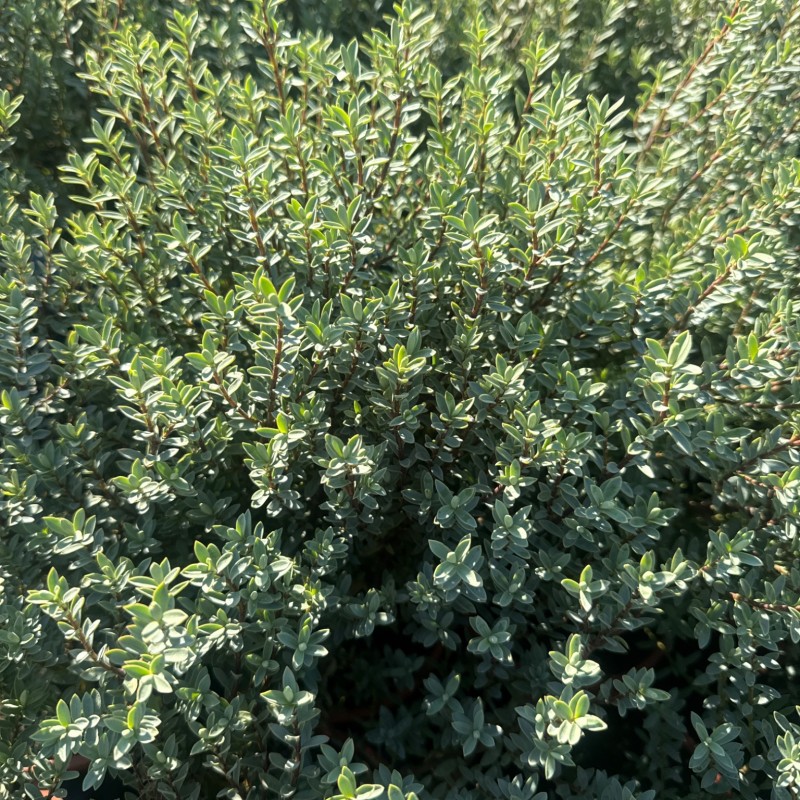 Veronica glaucophylla – Hebe