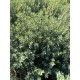Veronica glaucophylla – Hebe