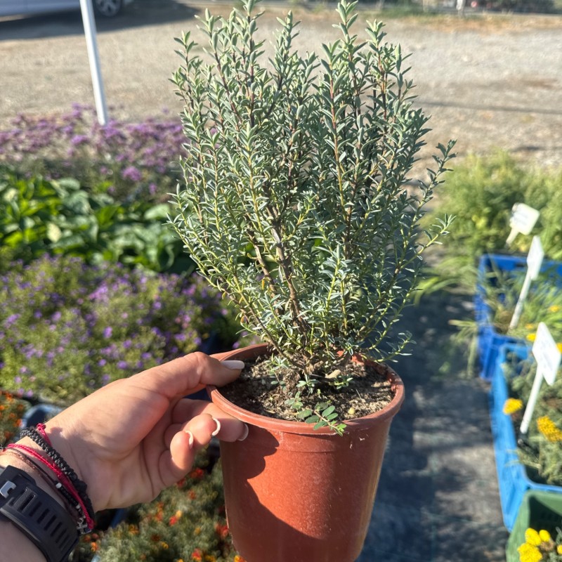 Veronica glaucophylla – Hebe