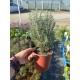 Veronica glaucophylla – Hebe