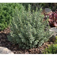 Veronica glaucophylla – Hebe