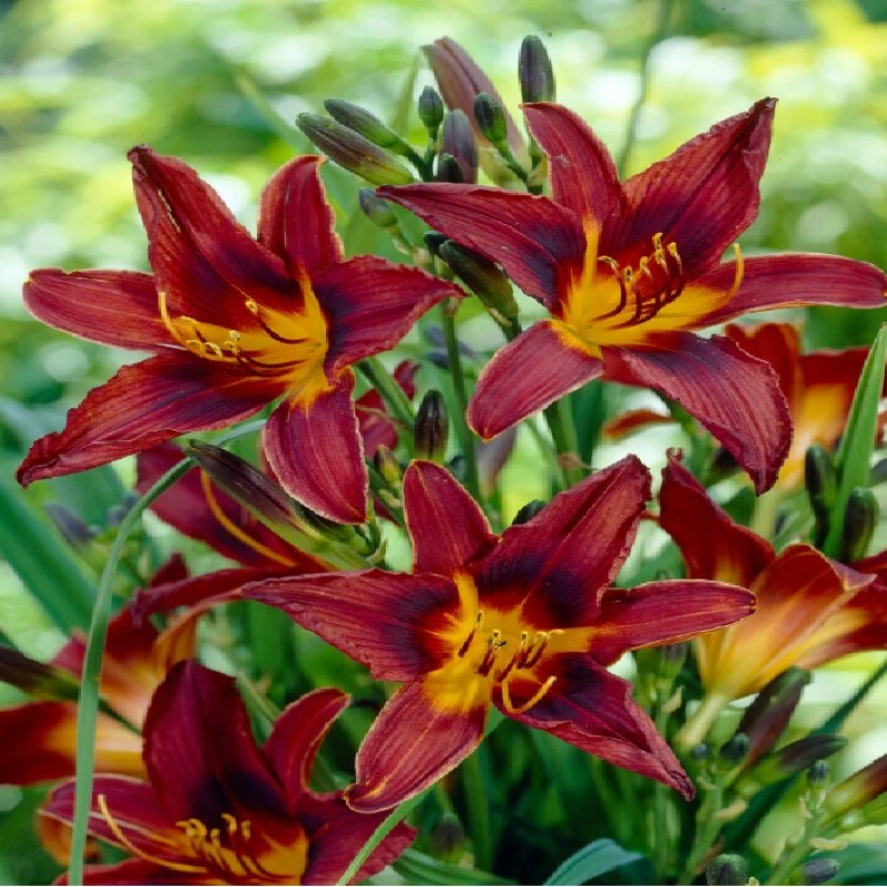 Hemerocallis ‘Black Prince’ - Sásliliom