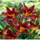 Hemerocallis ‘Black Prince’ - Sásliliom