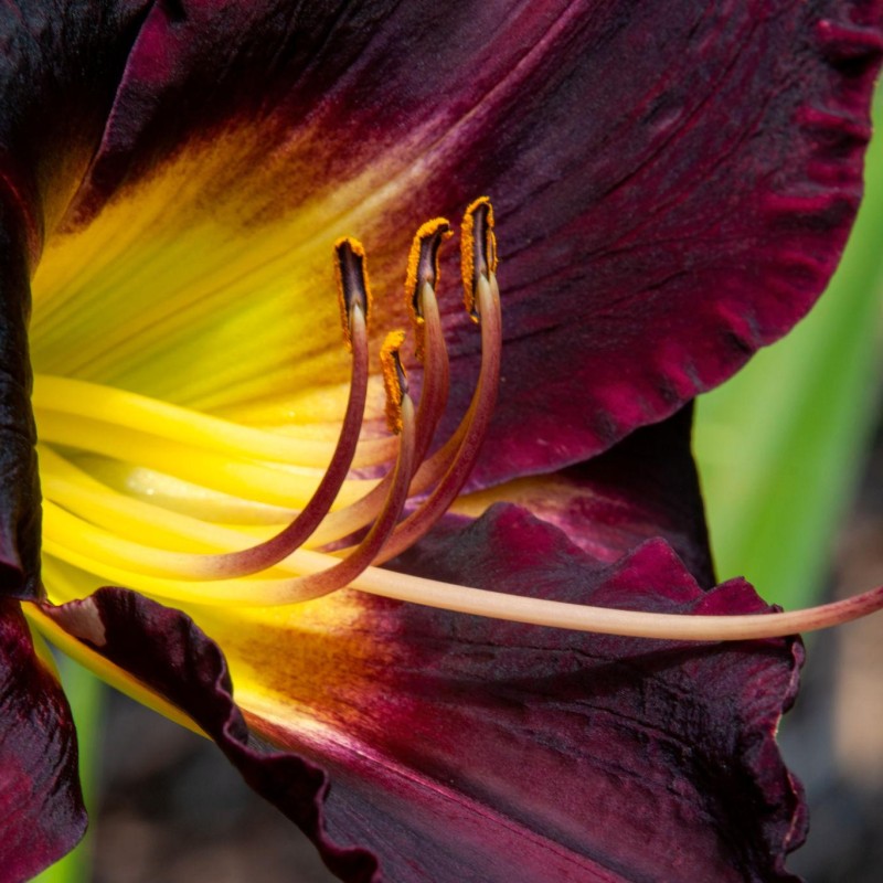 Hemerocallis ‘Black Prince’ - Sásliliom
