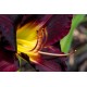 Hemerocallis ‘Black Prince’ - Sásliliom