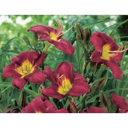 Hemerocallis ‘Chicago Royal Robe’ – Sásliliom