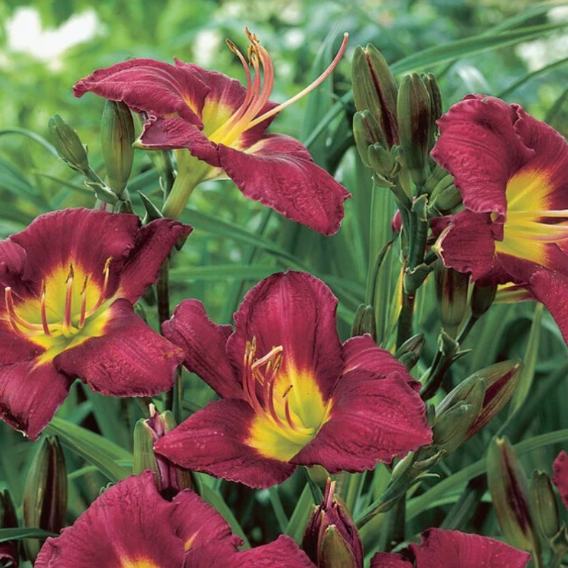 Hemerocallis ‘Chicago Royal Robe’ – Sásliliom