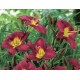 Hemerocallis ‘Chicago Royal Robe’ – Sásliliom