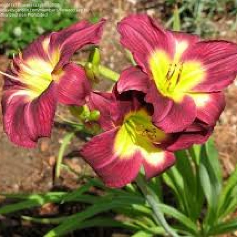 Hemerocallis ‘Chicago Royal Robe’ – Sásliliom