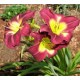 Hemerocallis ‘Chicago Royal Robe’ – Sásliliom