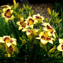 Hemerocallis ‘El Desperado’ – Sásliliom