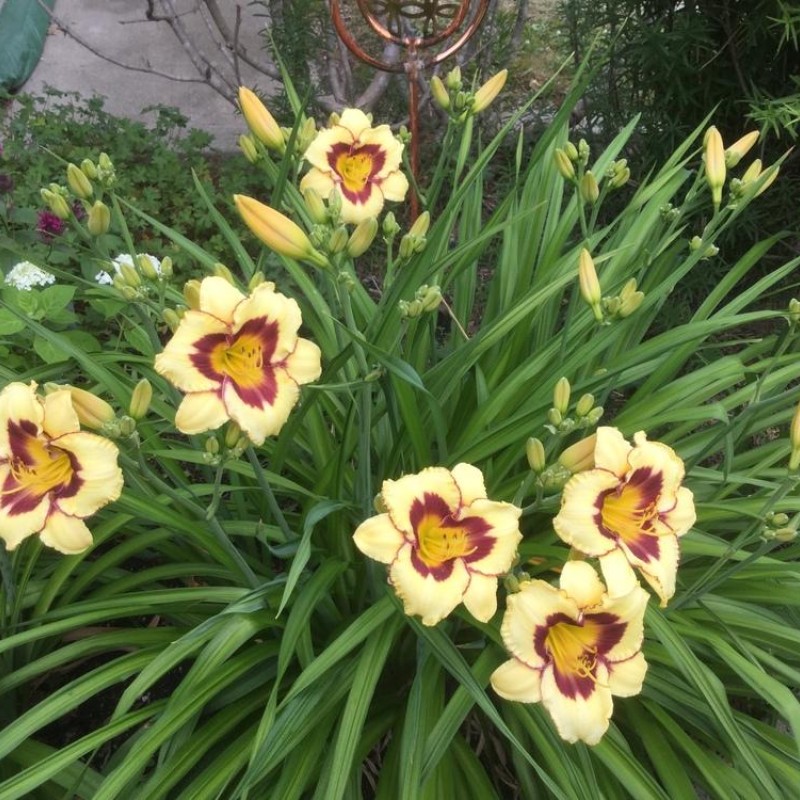 Hemerocallis ‘El Desperado’ – Sásliliom