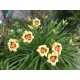 Hemerocallis ‘El Desperado’ – Sásliliom