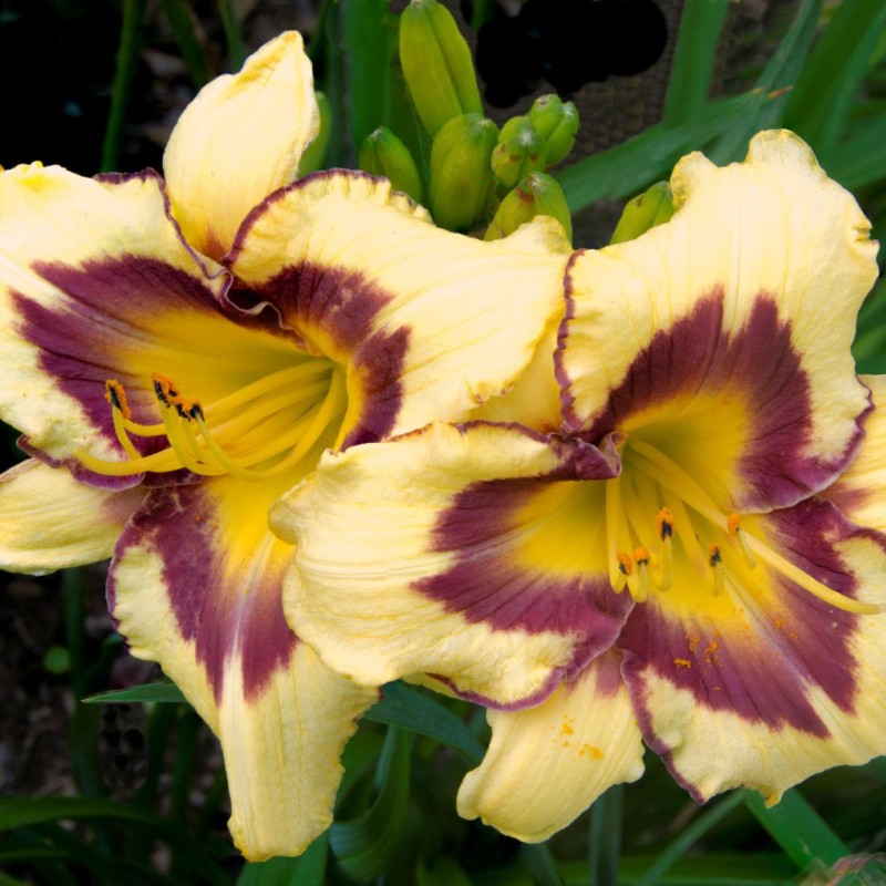 Hemerocallis ‘El Desperado’ – Sásliliom
