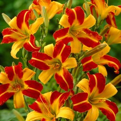 Hemerocallis ‘Frans Hals’ – Sásliliom