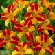 Hemerocallis ‘Frans Hals’ – Sásliliom