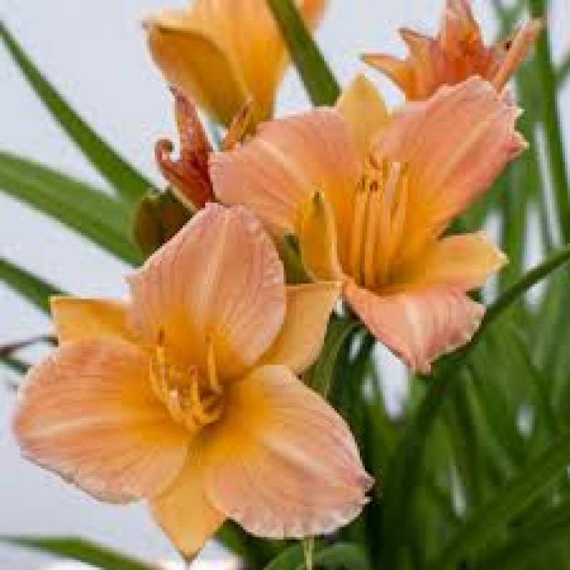 Hemerocallis Stella Tangerine – narancssárga sásliliom