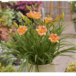 Hemerocallis Stella Tangerine – narancssárga sásliliom