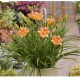 Hemerocallis Stella Tangerine – narancssárga sásliliom