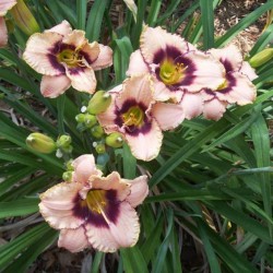 Hemerocallis Daring Dilemma – Sásliliom