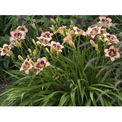 Hemerocallis Daring Dilemma – Sásliliom