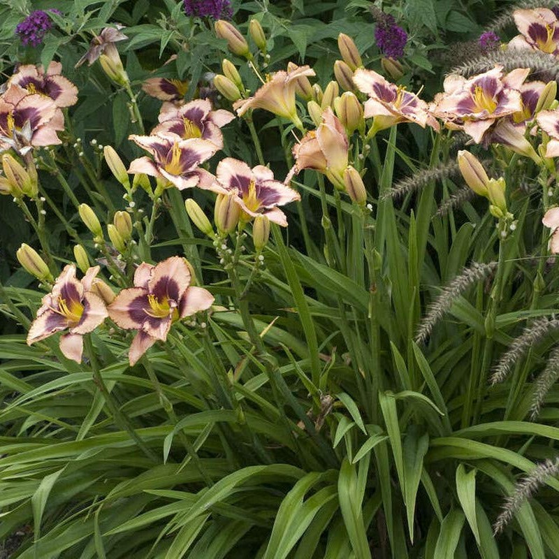 Hemerocallis Daring Dilemma – Sásliliom