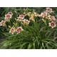 Hemerocallis Daring Dilemma – Sásliliom