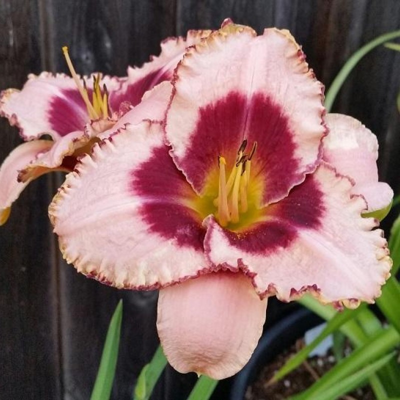Hemerocallis Daring Dilemma – Sásliliom