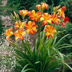 Hemerocallis ‘Frans Hals’ – Sásliliom