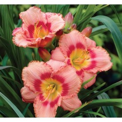 Hemerocallis ‘Strawberry Candy’ – Sásliliom