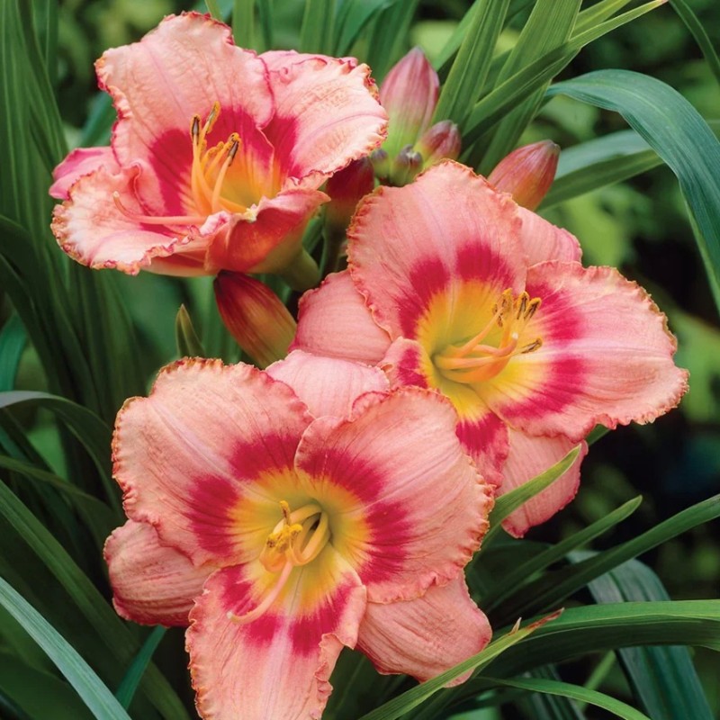 Hemerocallis ‘Strawberry Candy’ – Sásliliom