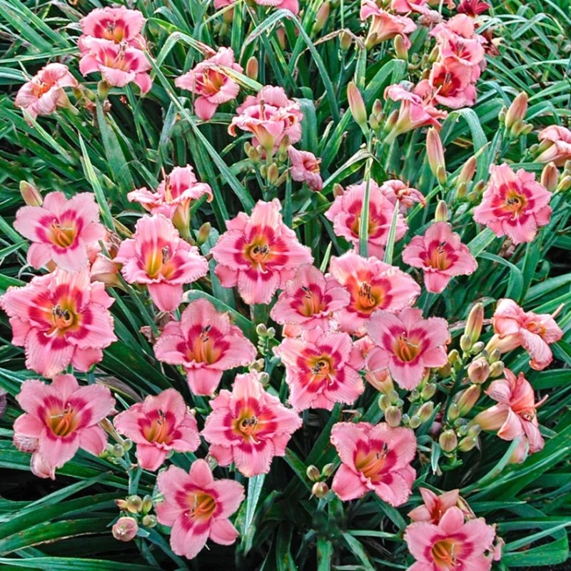 Hemerocallis ‘Strawberry Candy’ – Sásliliom