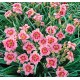 Hemerocallis ‘Strawberry Candy’ – Sásliliom