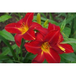 Hemerocallis ‘Anzac’ - Sásliliom