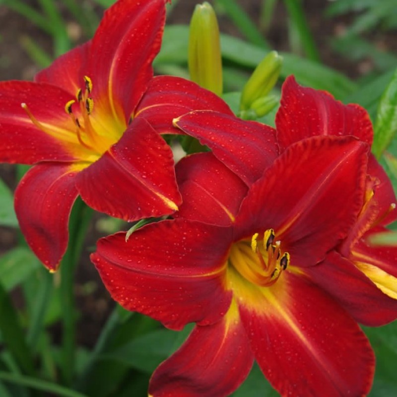 Hemerocallis ‘Anzac’ - Sásliliom