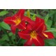 Hemerocallis ‘Anzac’ - Sásliliom
