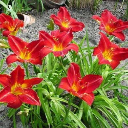 Hemerocallis ‘Anzac’ - Sásliliom