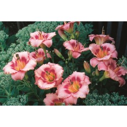 Hemerocallis ‘Strawberry Candy’ – Sásliliom