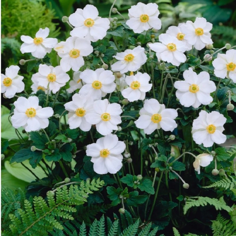 Anemone hybrida ‘Honorine Jobert’ - őszi szellőrózsa