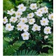 Anemone hybrida ‘Honorine Jobert’ - őszi szellőrózsa