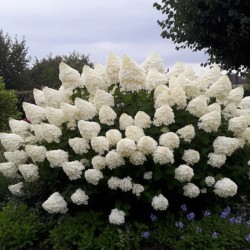 Hydrangea paniculata ‘Phantom’ - Óriás bugás hortenzia