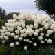 Hydrangea paniculata ‘Phantom’ - Óriás bugás hortenzia