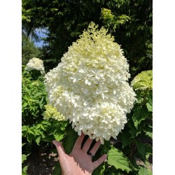 Hydrangea paniculata ‘Phantom’ - Óriás bugás hortenzia