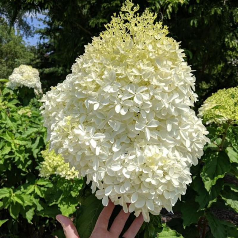 Hydrangea paniculata ‘Phantom’ - Óriás bugás hortenzia