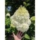 Hydrangea paniculata ‘Phantom’ - Óriás bugás hortenzia