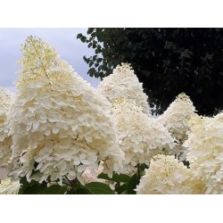 Hydrangea paniculata ‘Phantom’ - Óriás bugás hortenzia